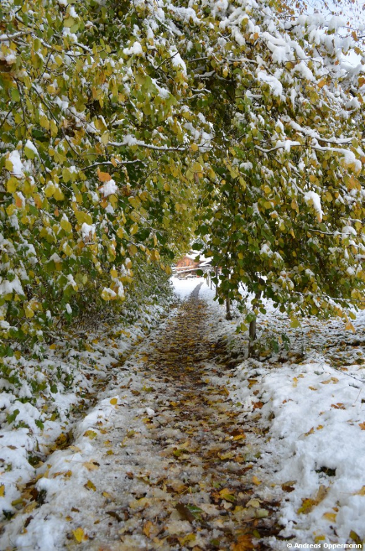 Buntes Herbstlaub mit weißem Schnee