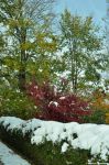 Buntes Herbstlaub mit weißem Schnee