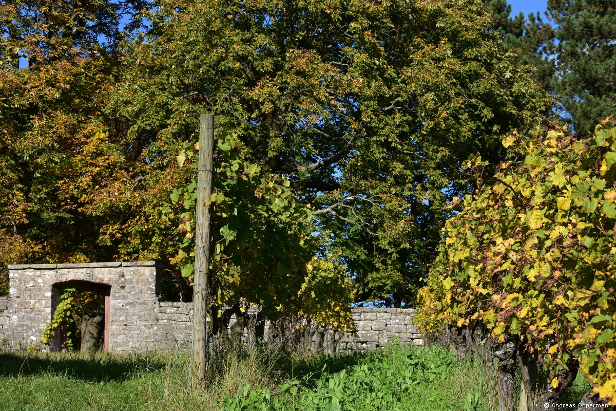Herbststimmung am Hammelburger Schlossberg
