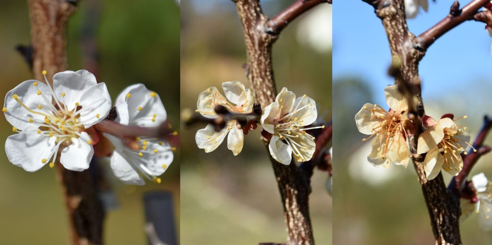 Aprikosenblüte vor und nach einer, bzw. zwei Frostnächten (Foto: Andreas Oppermann)